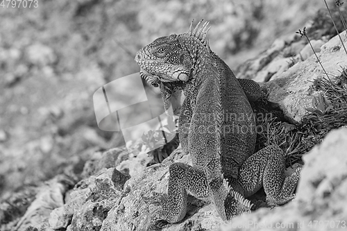 Image of Green iguana