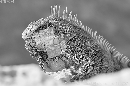 Image of Green iguana