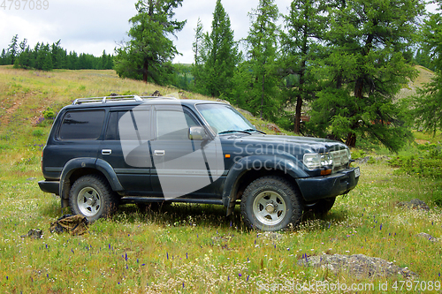 Image of Car tourist on year glade amongst tree