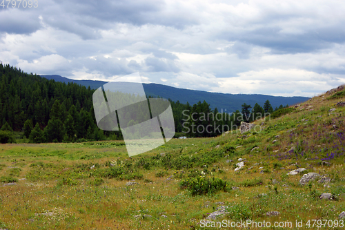 Image of Landscape of the mountains covered by wood year daytime