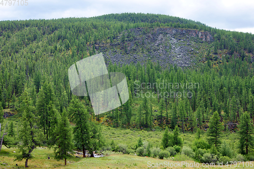 Image of Summer in mountain covered by thick wood