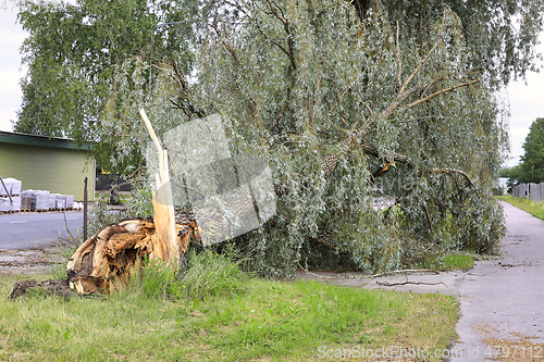 Image of Fallen Tree by June Thunderstorm