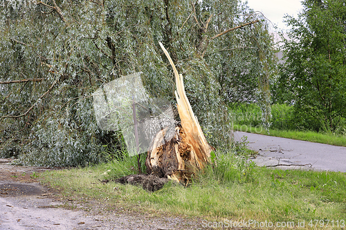 Image of Fallen Tree by Street 