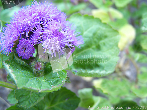 Image of Ageratum