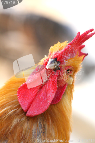 Image of Rooster