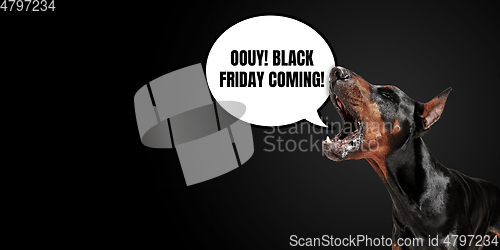 Image of Sales concept, portrait of dog with speech bubble on studio background, copyspace