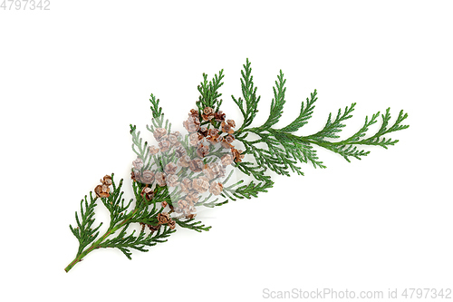 Image of Cedar Cypress Fir Leaf Sprig with Pine Cones
