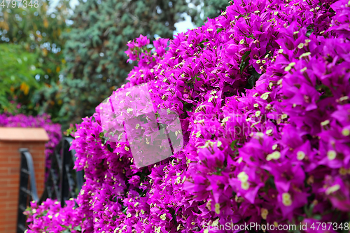 Image of Beautiful bright branches of bougainvillea