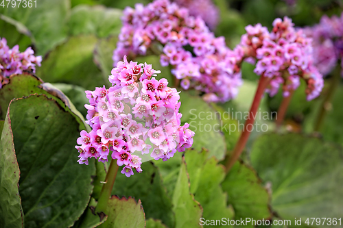 Image of Pink Flowers of Bergenia Cordifolia