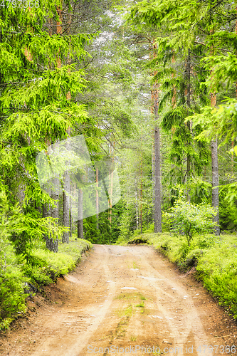 Image of Forest Road