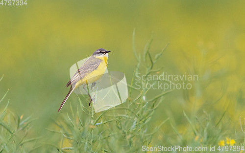 Image of Yelow Wagtail (Motacilla flava) in spring