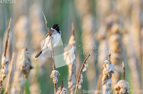 Image of Common reed bunting(Schoeniclus schoeniclus) on reed