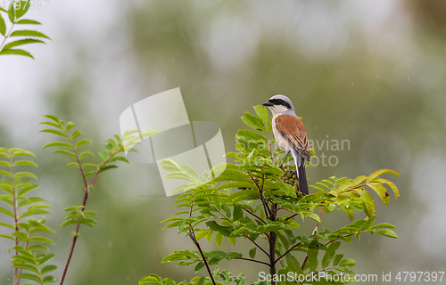 Image of Red-backed Shrike (Lanius collurio) male in tree