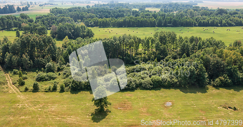 Image of Green meadows and trees landscape from aerial