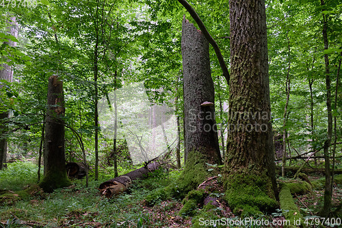 Image of Summertime deciduous forest wit dead spruce trees