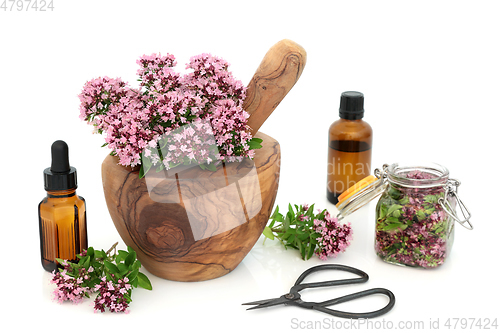 Image of Oregano Herb for Essential Oil