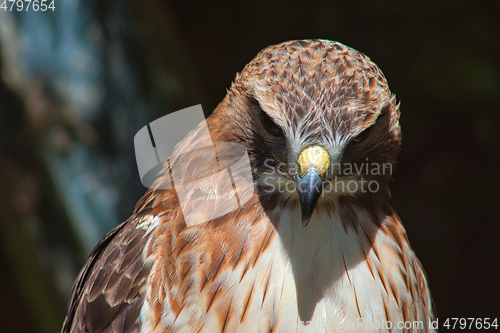 Image of Ferruginous hawk (Buteo regalis)