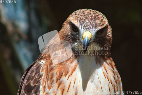 Image of Ferruginous hawk (Buteo regalis)