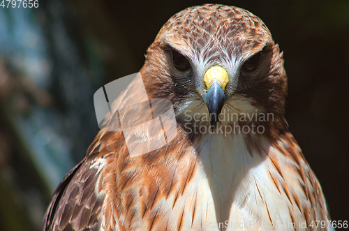 Image of Ferruginous hawk (Buteo regalis)