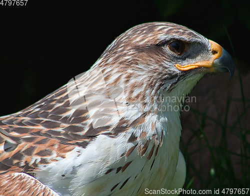 Image of Ferruginous hawk (Buteo regalis)