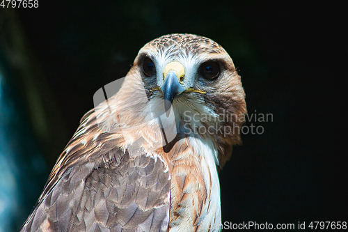 Image of Ferruginous hawk (Buteo regalis)