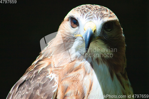 Image of Ferruginous hawk (Buteo regalis)