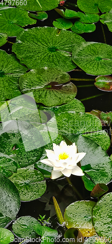 Image of Water lily