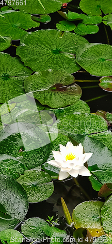 Image of Water lily