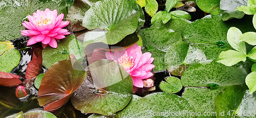 Image of Water lily