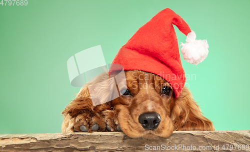 Image of Studio shot of english cocker spaniel dog isolated on green studio background