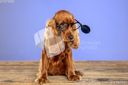 Image of Studio shot of english cocker spaniel dog isolated on blue studio background