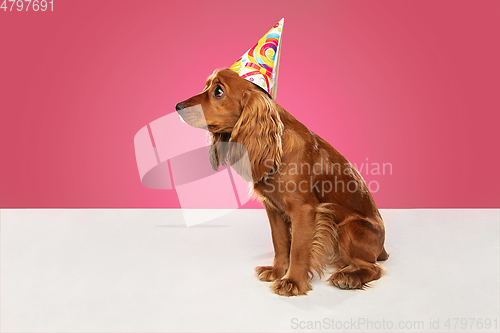 Image of Studio shot of english cocker spaniel dog isolated on pink studio background