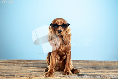 Image of Studio shot of english cocker spaniel dog isolated on blue studio background