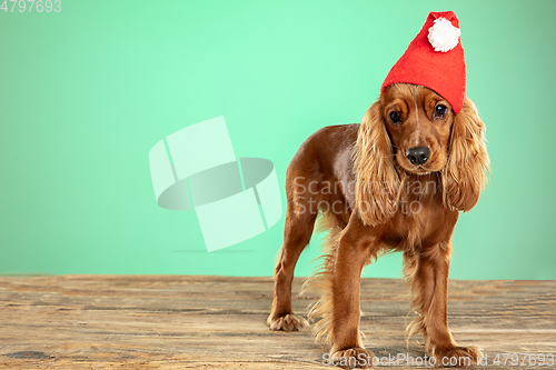 Image of Studio shot of english cocker spaniel dog isolated on green studio background