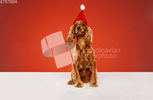 Image of Studio shot of english cocker spaniel dog isolated on red studio background