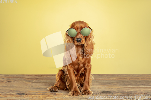Image of Studio shot of english cocker spaniel dog isolated on yellow studio background