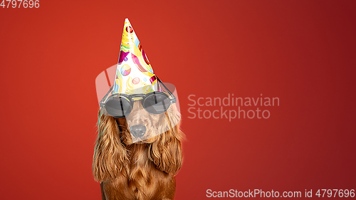 Image of Studio shot of english cocker spaniel dog isolated on red studio background