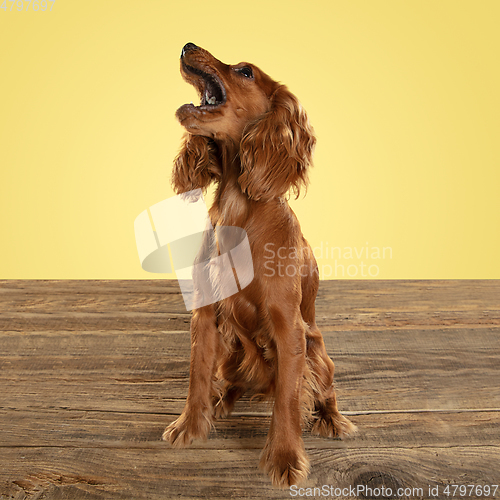 Image of Studio shot of english cocker spaniel dog isolated on yellow studio background