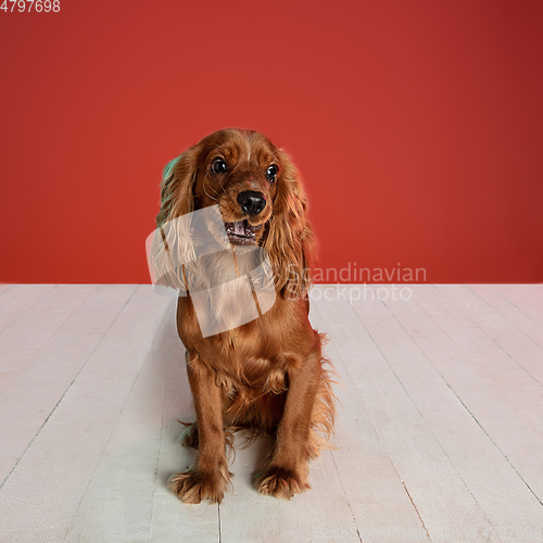 Image of Studio shot of english cocker spaniel dog isolated on red studio background