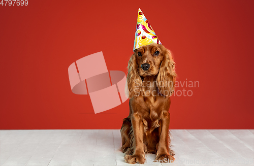 Image of Studio shot of english cocker spaniel dog isolated on red studio background