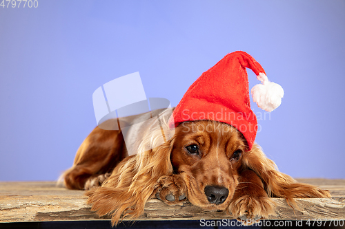 Image of Studio shot of english cocker spaniel dog isolated on purple studio background