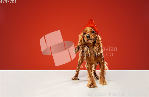 Image of Studio shot of english cocker spaniel dog isolated on red studio background