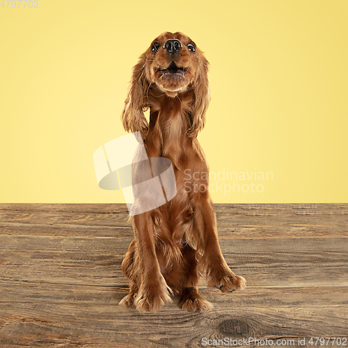 Image of Studio shot of english cocker spaniel dog isolated on yellow studio background