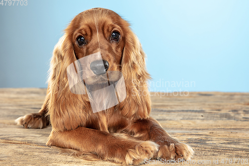 Image of Studio shot of english cocker spaniel dog isolated on blue studio background