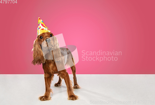 Image of Studio shot of english cocker spaniel dog isolated on pink studio background