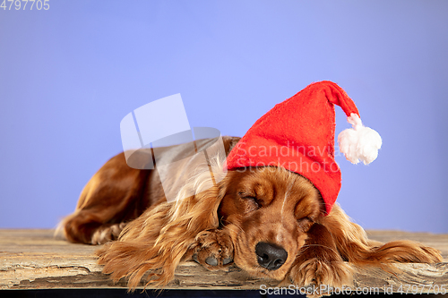 Image of Studio shot of english cocker spaniel dog isolated on purple studio background