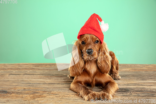 Image of Studio shot of english cocker spaniel dog isolated on green studio background