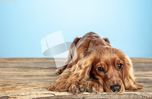 Image of Studio shot of english cocker spaniel dog isolated on blue studio background