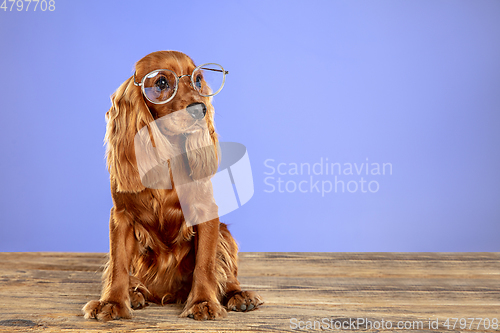 Image of Studio shot of english cocker spaniel dog isolated on purple studio background