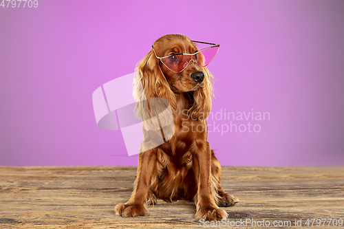 Image of Studio shot of english cocker spaniel dog isolated on purple studio background